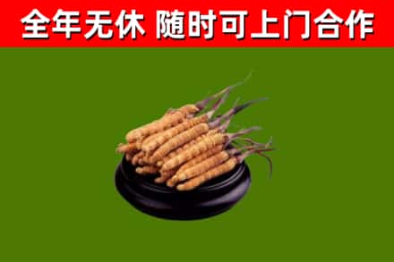磐安烟酒回收冬虫夏草.jpg