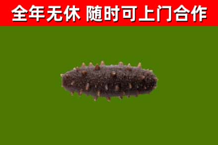 磐安回收海参干